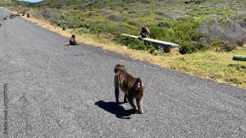 4K summer day video of baboons troop playing around parking area in Cape of Good Hope Nature Reserve, most popular tourist attraction, near Cape Town in Cape Peninsula, Western Cape, South Africa