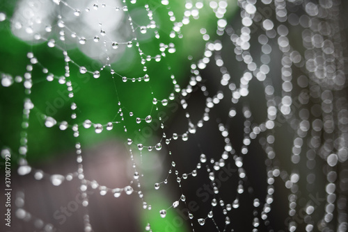 Large spider web with water drops. Rainy day. Raindrops in a blur. Beautiful bokeh background.