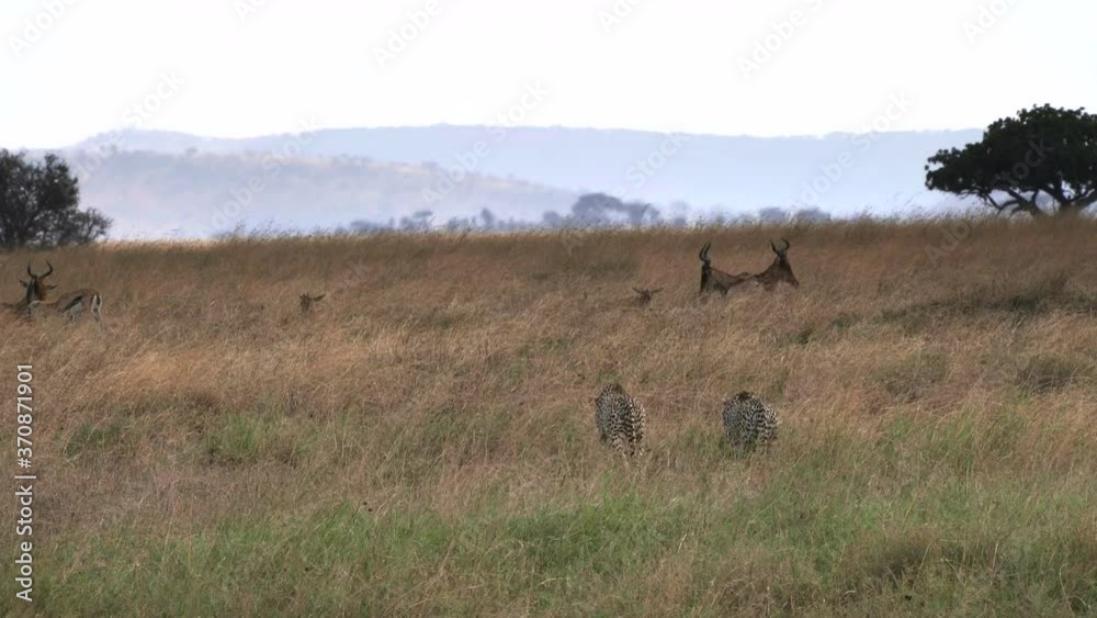 a cheetah pair slowly approaching hartebeest antelope at serengeti national park in tanzania a cheetah pair slowly approaching hartebeest antelope at serengeti national park in tanzania