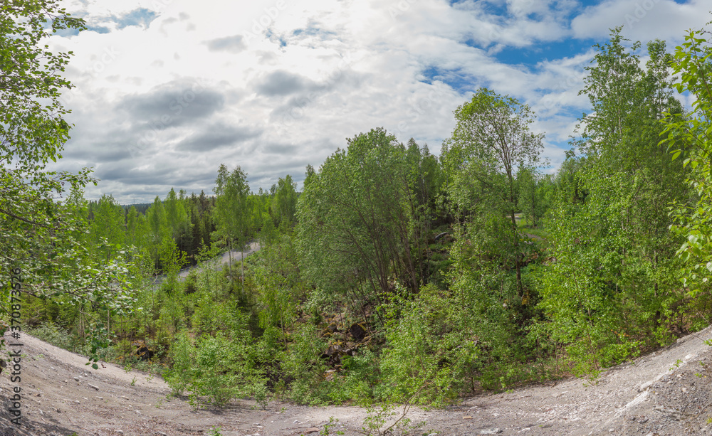 Fototapeta premium Dense forest landscape. rocky woodland. trees and plants