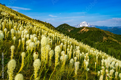 Coffin Mountain with beargrass in foreground. Mt. Jefferson in background. Oregon.