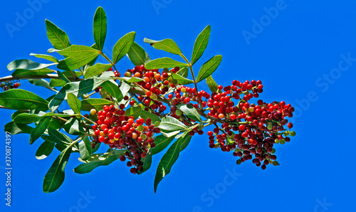 Brazilian peppertree (Schinus terebinthifolius) photo