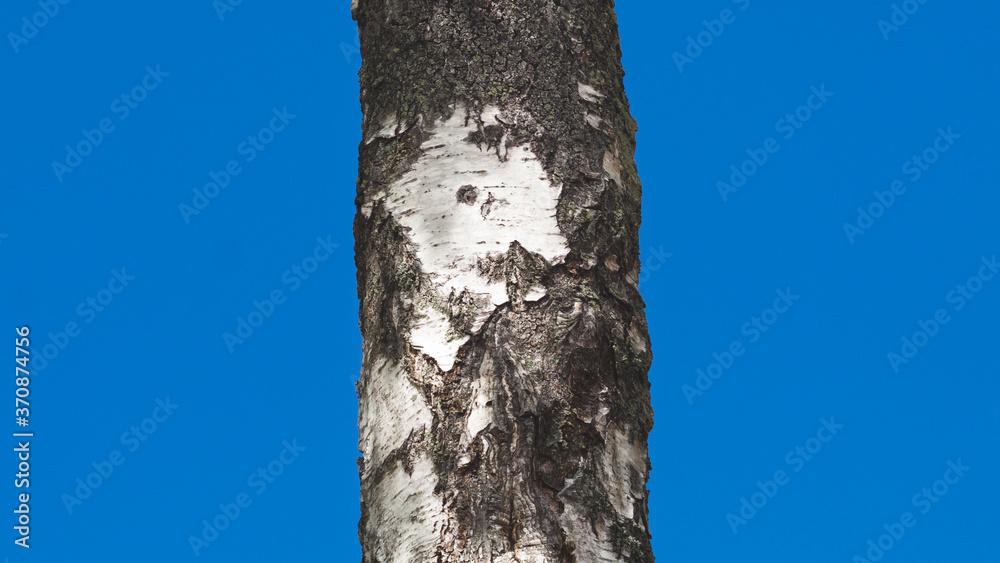 Birch tree trunk on a blue background Birch tree trunk on a blue background