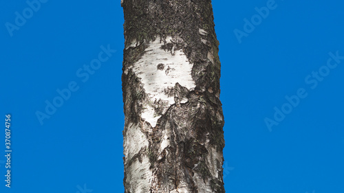 Fototapeta Naklejka Na Ścianę i Meble -  Birch tree trunk on a blue background