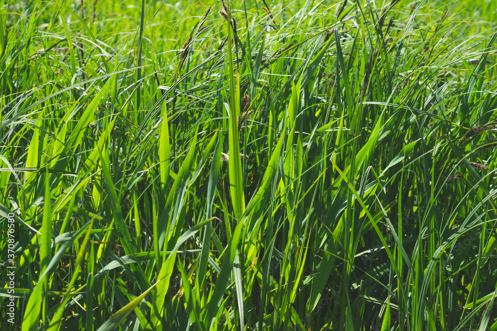 Fototapeta premium Blades of grass. plant stems close up