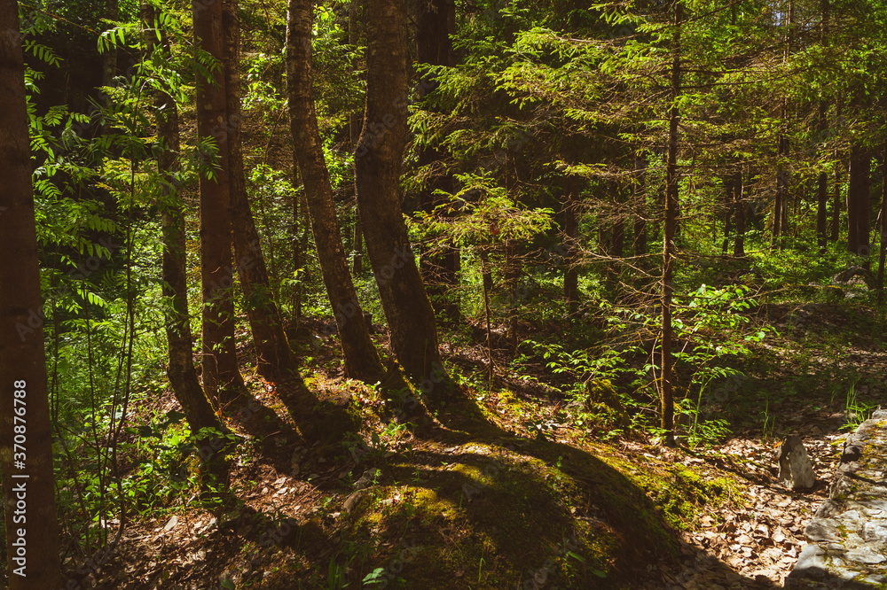 Dense forest on a summer day. plants and trees. overgrown woodland Dense forest on a summer day. plants and trees. overgrown woodland