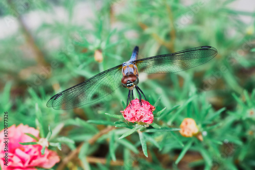 Dragonfly on red flower, nature outdoor