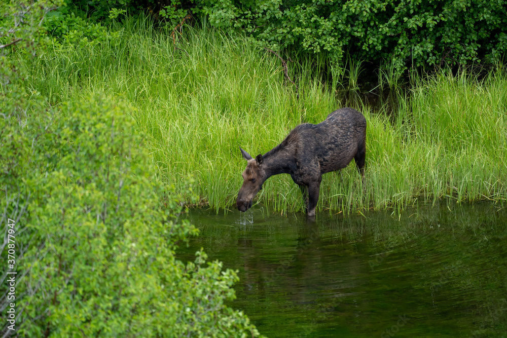 Female moose (cow) drinks from the Snake River in Grand Teton National Park