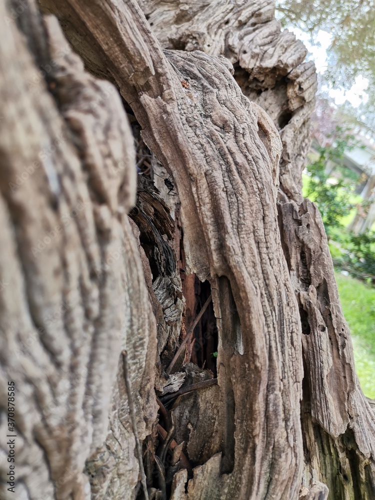 Hollow trunk with an insect