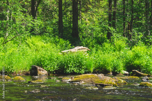 River in the forest. rocky watercourse. water flow. woodland creek