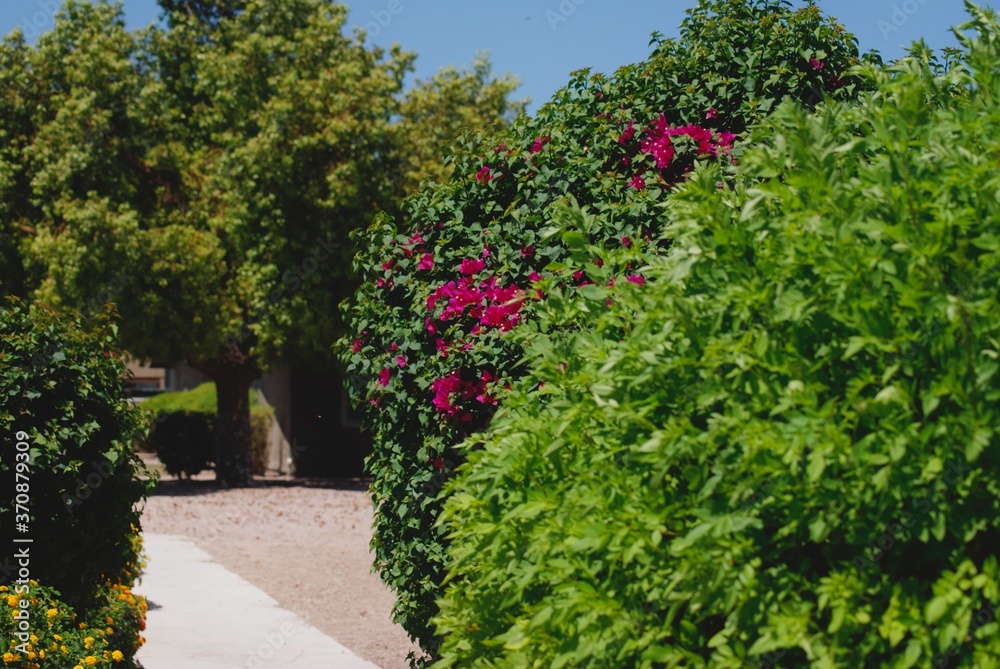 trees in the garden