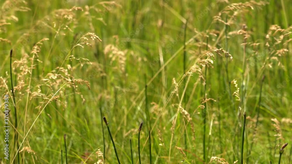 close shot of wild grass in Yosemite national park as the wind blows in summer. close shot of wild grass in Yosemite national park as the wind blows in summer.