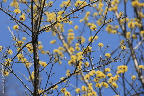 小さな黄色い花をたくさん咲かせたサンシュユの木