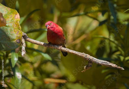 This image shows a wild male red-billed fire finch (Lagonosticta senegala) perched in a tree, looking at the camera. photo
