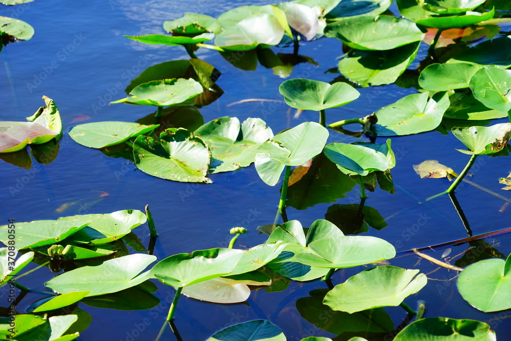 everglades national park landscape everglades national park landscape