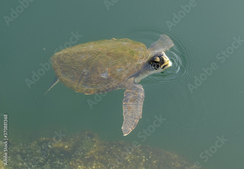 Brazil Rio de Janeiro - Sea turtle in Marina da Gloria photo