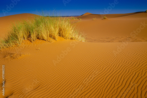 Plantas y caminos de arena en el desierto