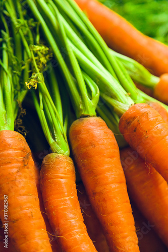 Angled closeup of carrot leaves close up of fresh carrots piled up