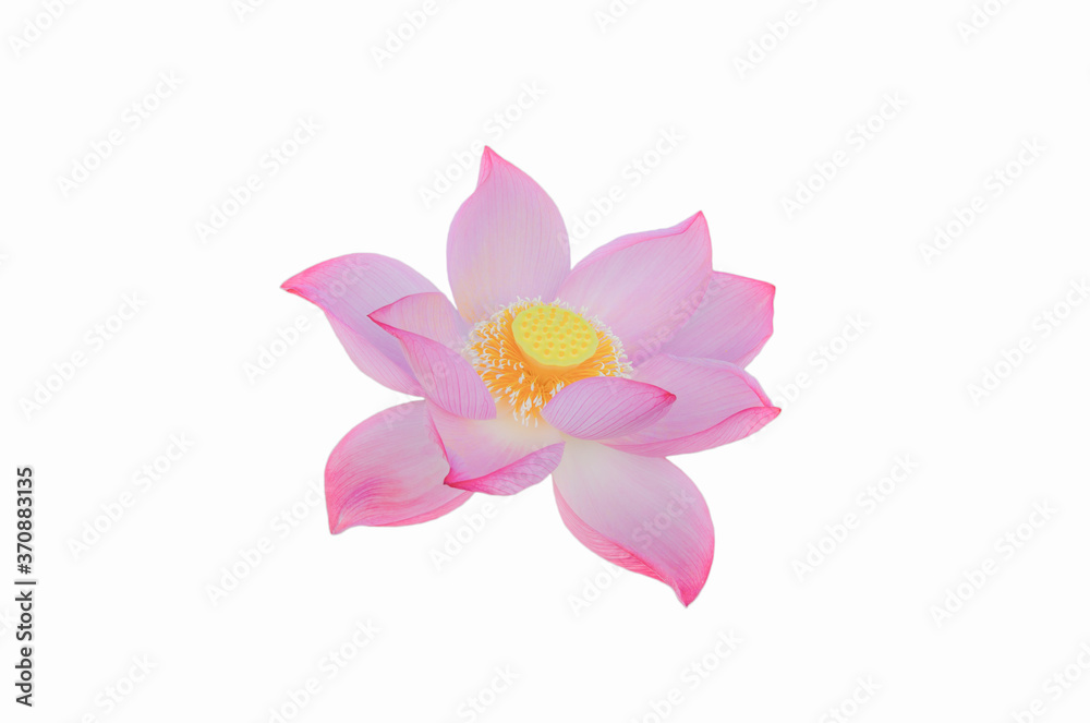 Pink Lotus flower isolated on white background Pink Lotus flower isolated on white background