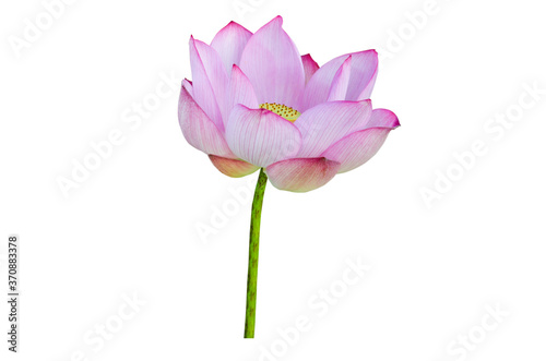 Pink Lotus flower isolated on white background with Clipping Paths.