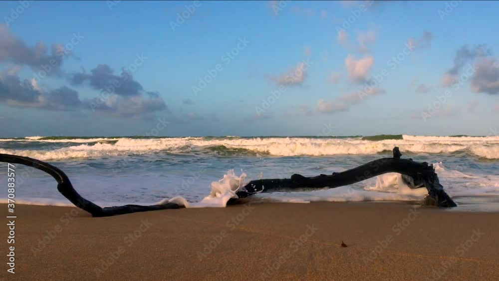 A driftwood log lying on the shore of a beach.