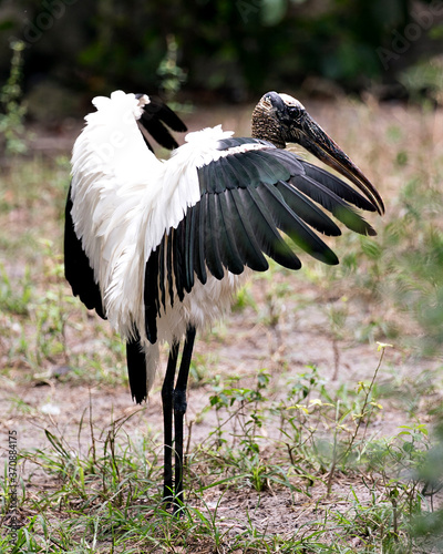 Wood Stork Bird Stock Photos. Close-up profile view standing tall with spread wings displaying white and black feathers plumage, in its environment and habitat. Portrait. Image. Picture. Photo.