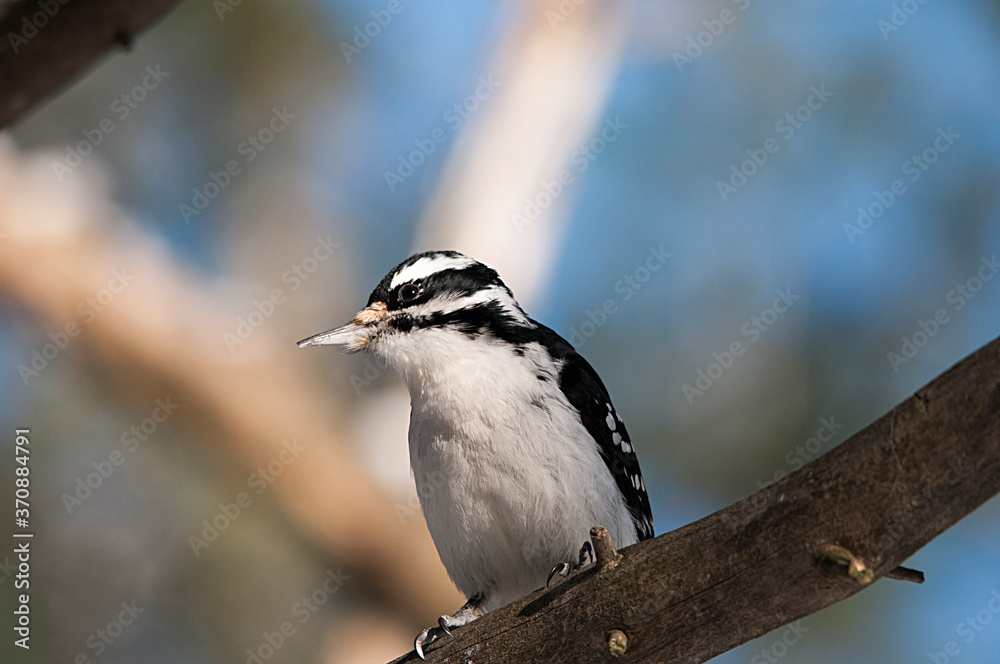 Naklejka premium Woodpecker bird stock photos. Woodpecker perched on a branch with a blur blue background displaying its body, plumage in its environment and habitat in the forest. Image. Picture. Portrait.