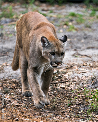 Panther Florida stock photos. Florida Panther close-up profile view with blur background, displaying brown fur, body, head, ears, eyes, whiskers, nose, paws, tail in its habitat. Picture. Portrait.
