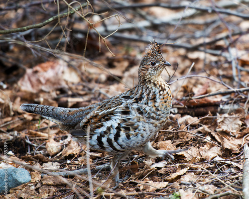 Partridge Bird Stock Photos. Partridge bird walking in the forest in the autumn season in its environment and surrounding with a blur autumn background looking to the right side. Image. Picture. 