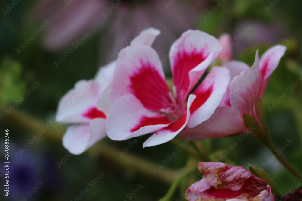 Fototapeta premium pink flower