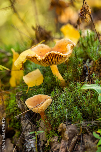 Chantarelle Mushrooms growing on the forest floor near Talkeetna, Alaska