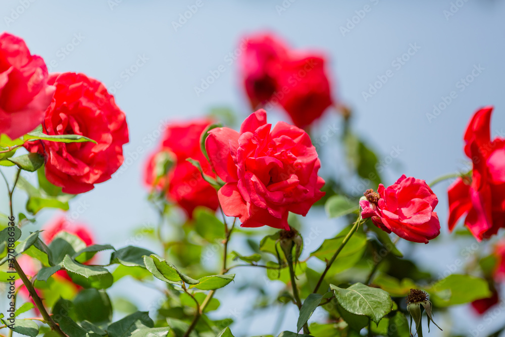 Obraz premium Red rose on branch in garden
