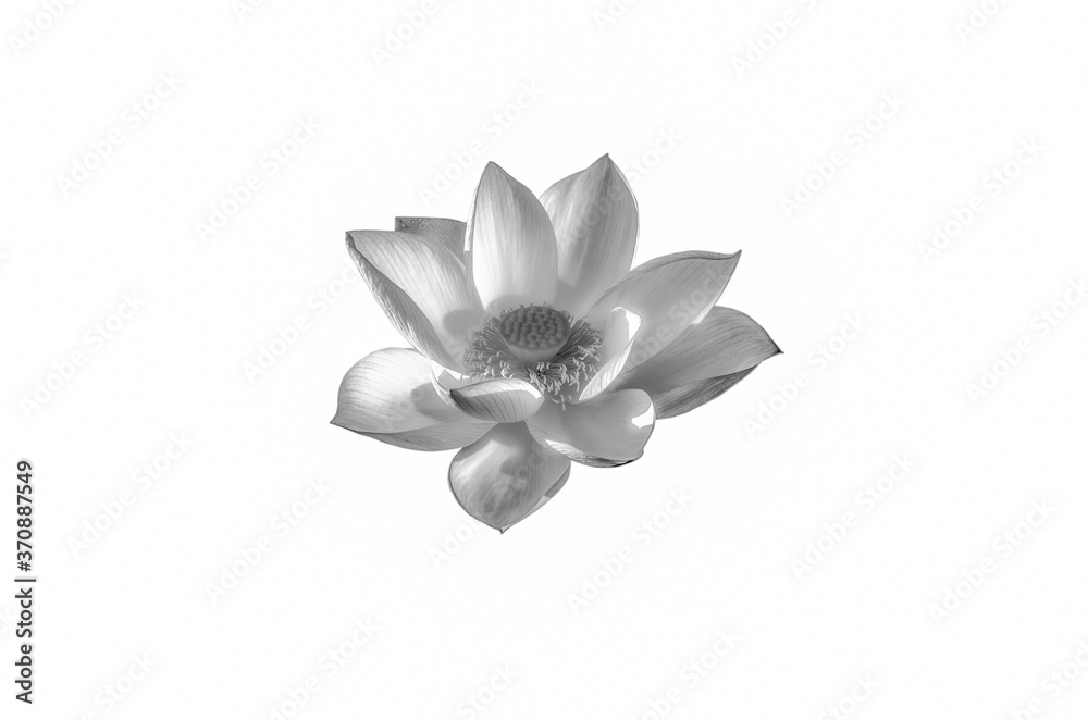 Beautiful lotus flower in black and white isolated on white background.