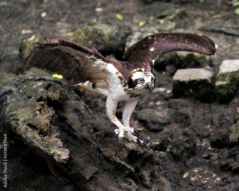 Osprey Stock Photos. Osprey bird close-up profile view standing on moss rocks and displaying spread wings, beak, eyes, talons, brown feathers plumage in its habitat. Picture. Image. Portrait.  