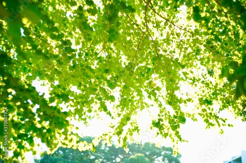 緑のカーテン © hoshimichi