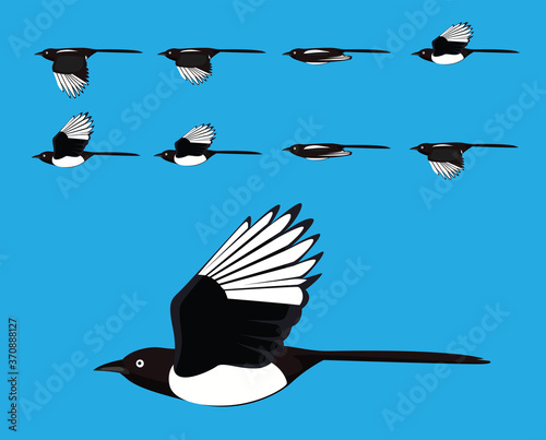 Fotografia Bird Magpie Flying Cartoon Vector Animation Frame