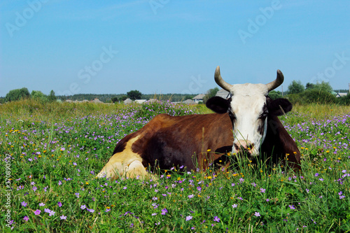 Image of a large spotted cow sleeping in a flower field. Cow, meadow, flowers, blue sky, horizontal view.