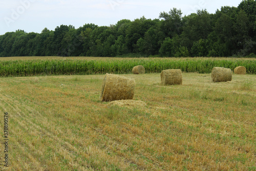 Harvesting, rural, farming concept. Hay on a field. Shot of straw bales on a farm, no people.