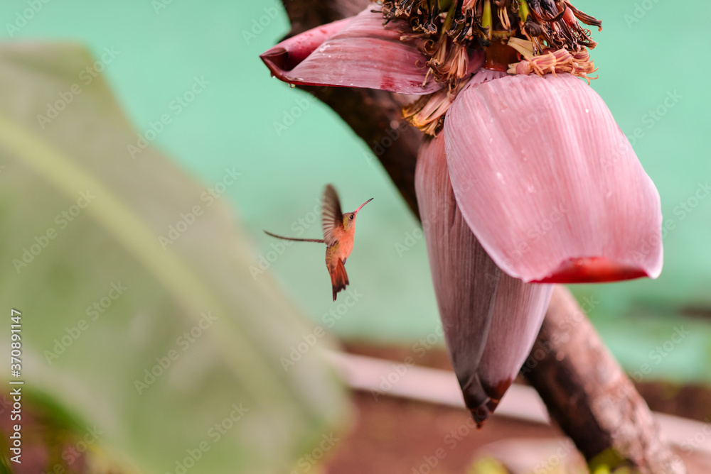 lovely orange hummingbird flying in front of banana flower