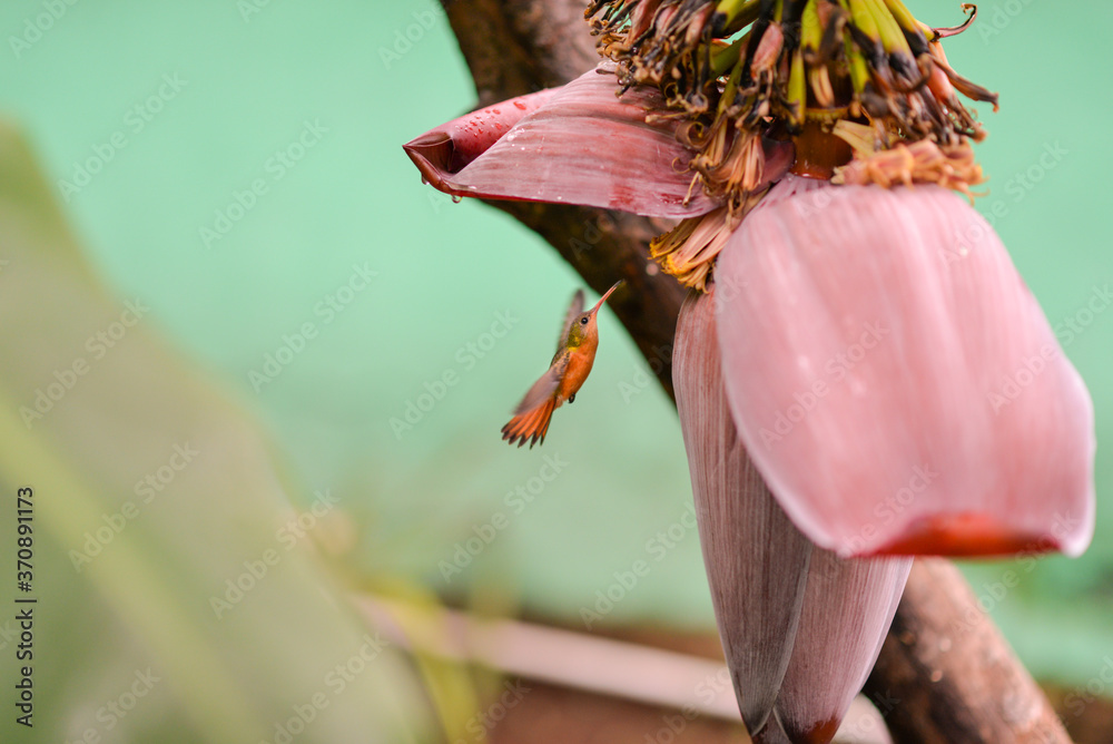 lovely orange hummingbird flying in front of banana flower