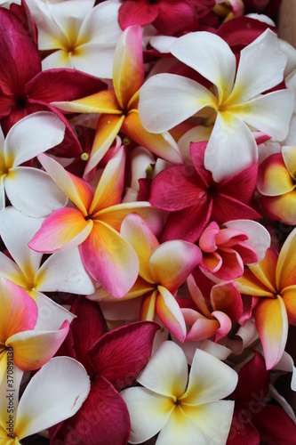 Frangipani assorted blooms