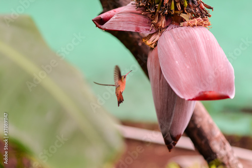 lovely orange hummingbird flying in front of banana flower
