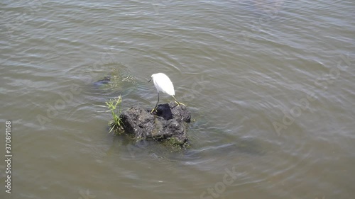 Ave en laguna de Catemaco photo