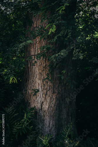 Big tree trunk with green leaves surround. 