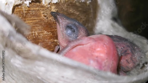 Baby swiftlet on nest. Bird’s nest is the house they build for baby swiftlet. 4K video.