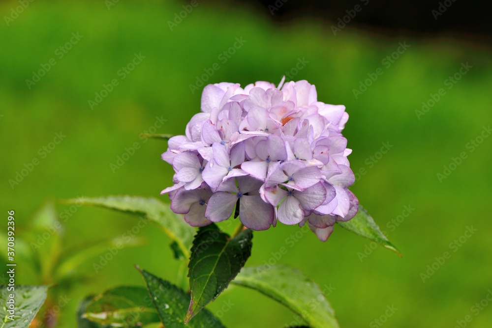 Hydrangea blooms on the background of the summer, in Taiwan. Hydrangea blooms on the background of the summer, in Taiwan.