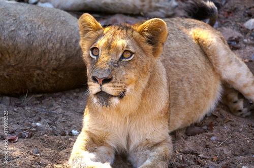 Foto Wide-Eyed Lion - South African Safari
