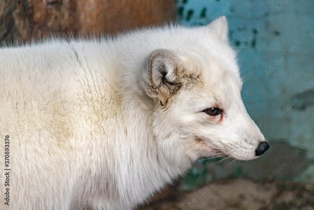 Portrait of a Arctic Fox in a zoo enclosure in profile. Vulpes lagopus. close up. Portrait of a Arctic Fox in a zoo enclosure in profile. Vulpes lagopus. close up.