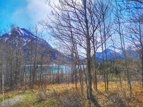 trees in front of lake and mountains