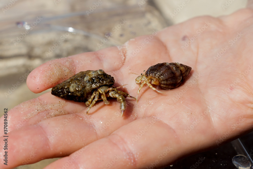 Hand holds the hermit crab that has crawled out of its shell Cute